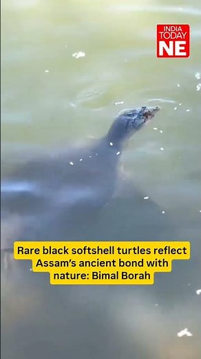 Rare black softshell turtles reflect Assam’s ancient bond with nature: Bimal Borah