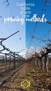 Two principal California table grape vine pruning methods are called...