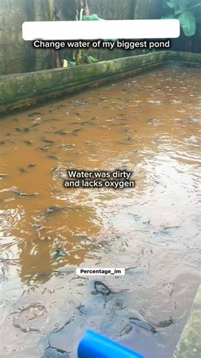 2.7M views · 24K reactions | #catfishing #farmlife #catfish #farmers | Percentage im | Facebook