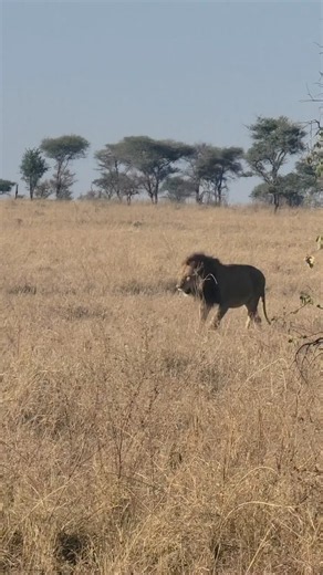 The King of the Wild Roams Free 🦁🔥 | Majestic Lion in the African Savanna