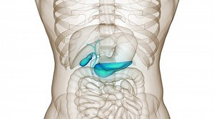 Human Internal Organ Pancreas with Gallbladder Anatomy Animation Concept. 3D