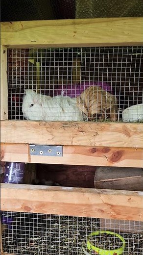 Guinea Pig mating