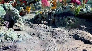 Teams across Walt Disney Imagineering, Disneyland Resort and Pixar Animation have been revitalizing Finding Nemo Submarine Voyage! Plus, guests can wave to a new friend from Pixar’s “Finding Dory,” everyone’s favorite septopus, Hank. Check out what the teams have been up to in this video, and when the attraction returns bigger, brighter and better than ever on July 25. | Disneyland Resort Cast and Community