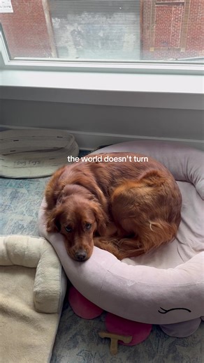 our golden girl 💛✨ #goldenretriever #dogsoftiktok #nalathegoldengift #fyp #CapCut