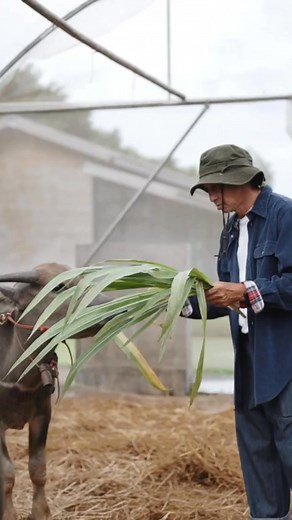 Annzole Dewormer for Ruminants! | RoAnn Vet Products