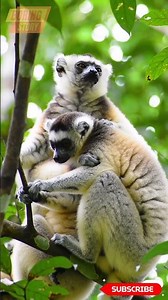 Sifaka sleeping #Sifaka #shots #animalshots #animals #cuteanimals #wild #mammals
