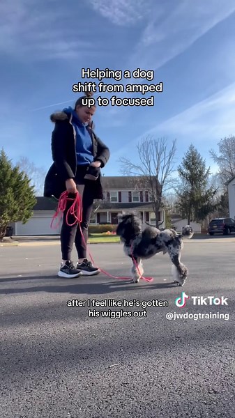 Effective Dog Training Tips for Calm Walks