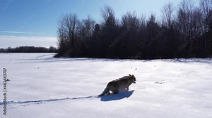coyote running through deep powder snow and fields to survive the cold winter