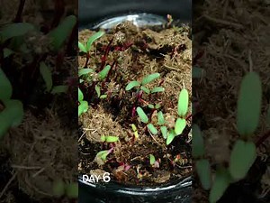 Beet microgreens growing time lapse
