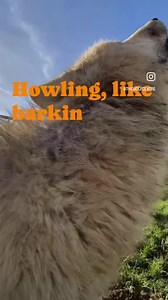 48 reactions · 8 comments | Howling, like barking is a communication. It is literally a language which can be learnt. It also serves a magical emotional purpose  If you haven’t already done so, comment DOG to get our little ebook to give you a bit of an insight into our work! #thewolfanddogdevelopmentcentre #wolf #wolves #dogs #caninebehavior #dogbehavior #thehemeneapproach #theforgottenlanguageofdogs #howl | The Wolf and Dog Development Centre | Facebook