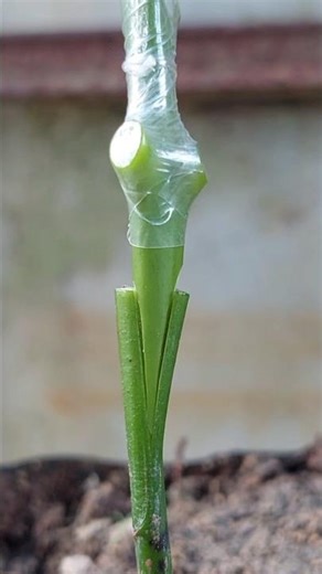 best grafting seedling mango #bonsai #plants #fruittrees #shorts #part1013