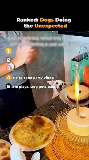 Ranked Dogs Doing the unexpected