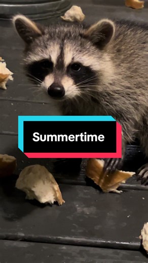 Descubre a los adorables mapaches en verano