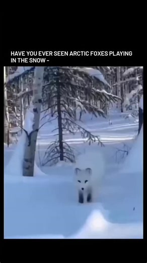 ASURA on Instagram: "The video shows arctic foxes performing "mousing," a precise hunting technique where they leap up to 2 meters high and dive headfirst into snow to capture rodents like lemmings, using acute hearing to locate prey up to 60 cm underground, as detailed in studies from the Arctic Fox Center. This behavior, often mistaken for play, is crucial for survival in subzero Arctic conditions, where foxes' fur provides insulation against -50°C temperatures and their elongated snouts preve