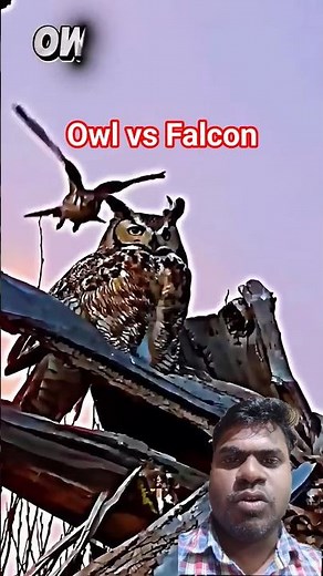 Falcon vs Owl Revenge #birds #wildlife #trending