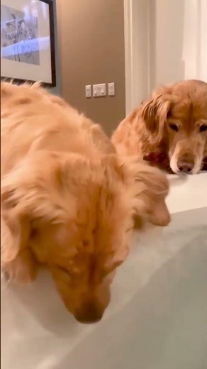 Dogs Blowing Bubbles in the Water - Funny Dog Videos 🐾