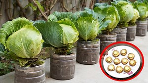 Unlock Your Garden's Potential Secrets to Growing Cabbage in Plastic Bottles | Balcony Garden Ideas