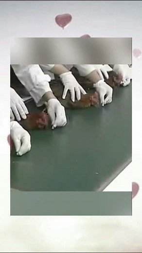 Hypnotizing Chickens- The Line-Drawing Enigma 🤔 🐓 #chicken #pet #animals #fyp #foryou #trending