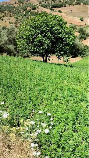 الماريجوانا marijuana القنب الهندي