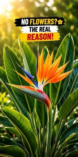 Why Your Bird of Paradise WON'T Flower 😩 (Fix This) #gardeningtips #plants #garden #greenlove
