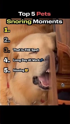 The FUNNIEST Pet Snoring Moments Ever Caught on Camera 😭🐾 #funny #cat #comedy #funnyanimals