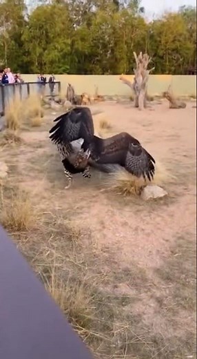 Eagle Snatches a Wild Cub in Front of Everyone 😱🦅🐆#WildLifeShock #ZooMoment #CaughtOnCamera