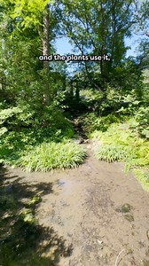 2.6K views · 19 reactions | Meet the Blue Flag Iris: It's a semi-aquatic plant, thriving at the edge of the Rain Garden at Cheekwood! This versatile plant can grow both in soil and shallow water, making it a unique addition to gardens and natural habitats alike  | Cheekwood | Facebook