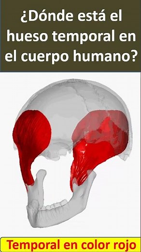 hueso temporal