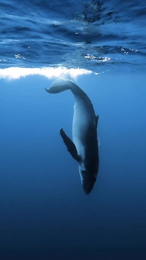 Explore Underwater Wonders with Marine Life