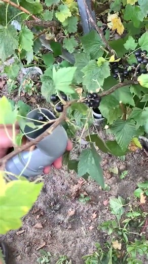 DIY: Blackcurrant Picking – Picker from PVC Pipe