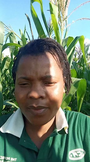 1.8K views · 38 reactions | This is SC 555@ Seedco seeds farmers  we planted it 25 August 2025 and results are showing that this is the real deal , l took a walk inside and l saw very good results it's thriving on soon we will be ready for market . Thanx also to my team for the support .. Vanodiridza Mukoma am very impressed Nebasa ravari kuita ... | Tennie Shelly Mudzingwa | Facebook