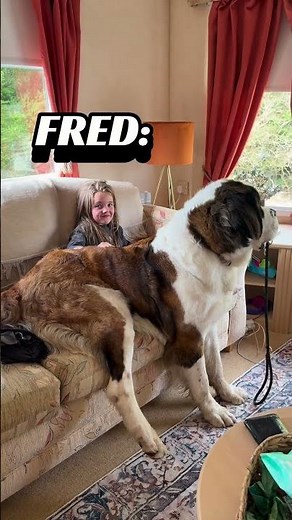 is it real or AI 😧 giant dog sitting on sofa with girl #dog #dogshorts