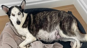 My Pregnant Husky Gives Birth To 9 Puppies!
