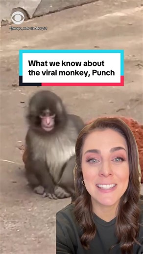 Understanding Punch the Viral Monkey's Behavior