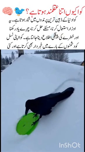 Why Is the Crow So Intelligent? 🐦🧠#crow#naturefacts#wildlife #nature#shorts