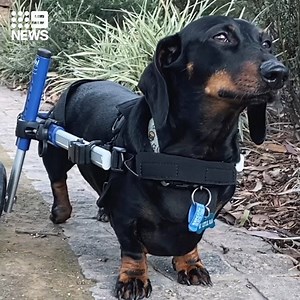 WHEELY GOOD BOY! Last year, Chip the dachshund was found living in a garage alone with paralysed legs, but after six months of treatment from the RSPCA and a very tiny wheelchair fitting, he’s looking for a forever home. #9News How you can adopt him: http://9Soci.al/4wk030qP34J | 9 News Melbourne