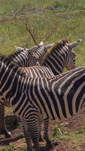 We Were THIS Close to Wild Zebras in Kenya 🦓