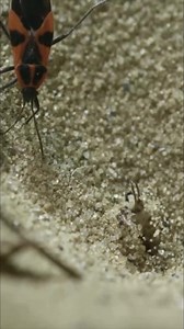 4.5K views · 52 reactions | Antlion | Nature's Death Trap #Antlion #FYI #insects #documentary #knowledge #foryou #wildlife #wildlifephotography | Nature Lens | Facebook