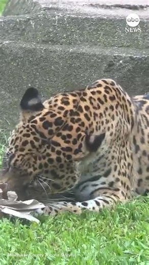 A feisty jaguar named Filly was captured tearing up cardboard enrichment at the Milwaukee County Zoo. https://abcnews.visitlink.me/G_XqpX | ABC News