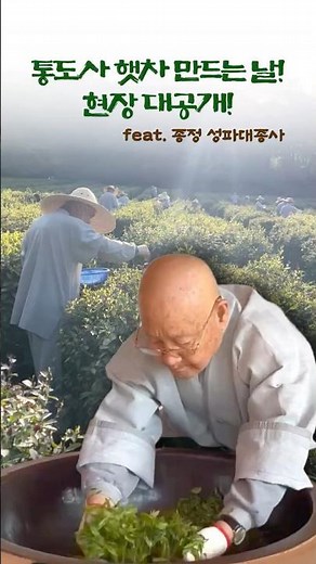 🌿통도사 햇차 만드는 날! 현장 대공개 feat. 종정 성파대종사와 함께한! #통도사 #햇차 #성파스님