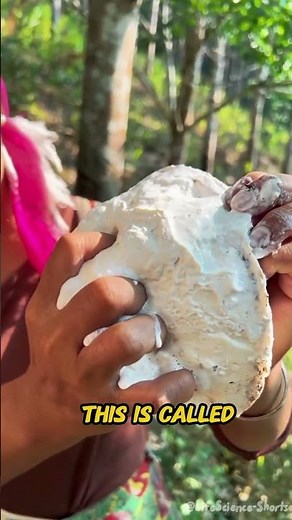 Can you make rubber from a tree?