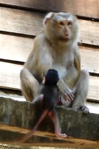224K views · 2.3K reactions | Sad Scene in the Wild: Baby Monkey Falls from a High Branch, Leaving Onlookers in Shock | Monkey history 2024 | Facebook