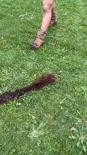 🌳 Tree roots 1 – PVC 0 Have a look at these two long roots we pulled out of a 90mm PVC! Not the biggest we’ve seen… but probably the longest. 😂 Amazing what tree roots can do when they find a way into a pipe -nature’s version of pipe bursting! #MGRPlumbing #BlockedDrains #TreeRoots #Drainage #PlumbingLife #BeforeAndAfter #TradieHumour #TeamMGR | MGR Plumbing