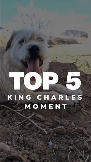 Top 5 King Charles Alpha Dog Moments #alphadog #kingcharles #dog