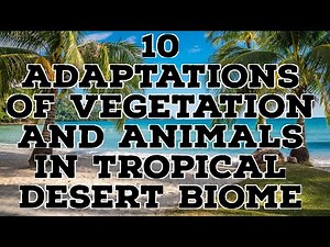 10 ADAPTATIONS OF VEGETATION AND ANIMALS IN TROPICAL DESERT BIOME