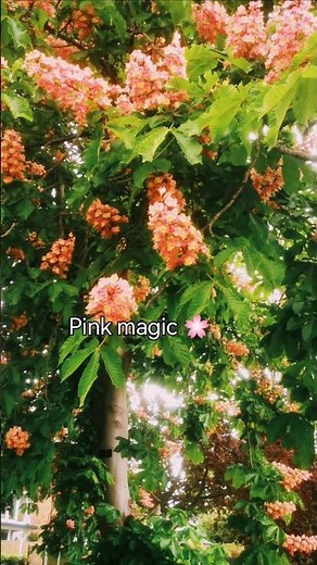 Red Horse Chestnut Tree in Bloom 🌸