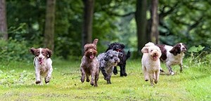 14 Dogs That Don't Shed Or Smell Or Bark: (Big, Medium, Small Breeds)