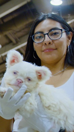 Pink Floodle - The Newest Hypoallergenic Frenchie at Main Event Bully Expo