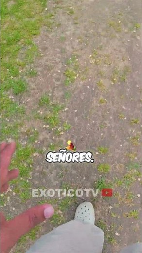 Watch out! This reaction to finding a sand snake is unforgettable.