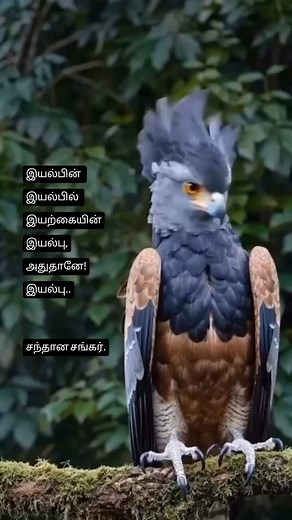 60 reactions · 14 comments | #animals #nature #capture #moments #videography | Santhana Sankar | Facebook